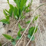 die ersten Maiglöckchen