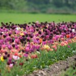 Tulpenfeld in Fole I