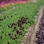 Tulpenfeld in Fole II