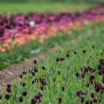 Tulpenfeld in Fole III