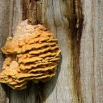 Pilz oder Hornissennest?