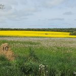 nicht zu vergessen: Löwenzahn…