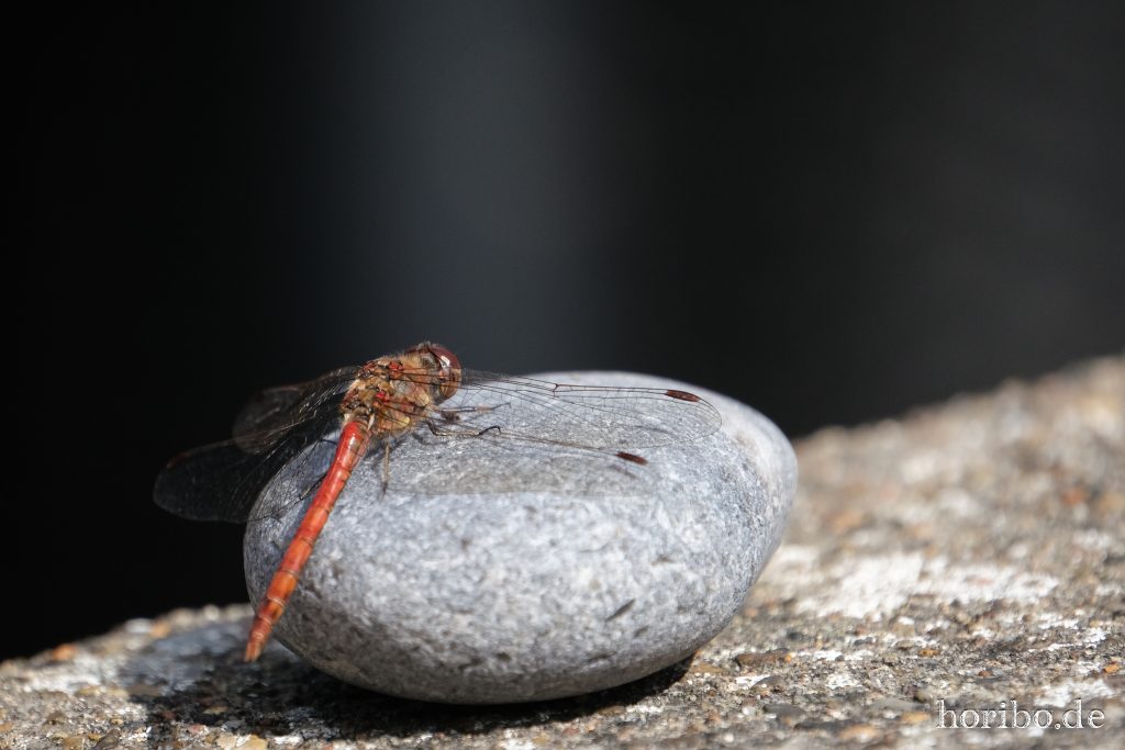 Noch ne Libelle…
