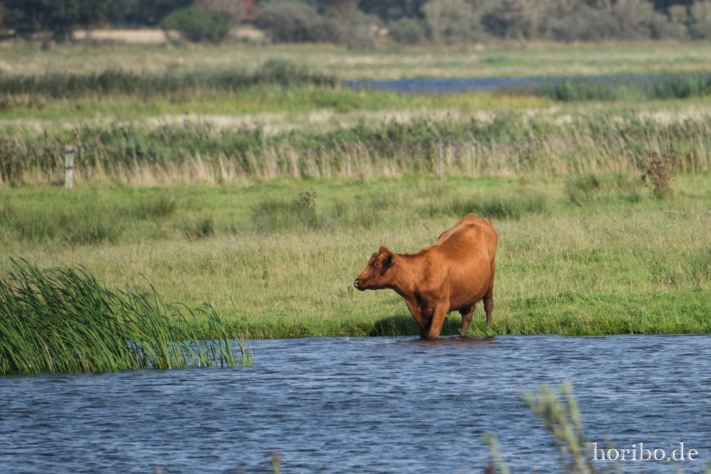 Indfjorden, Bøvlingbjerg (1)