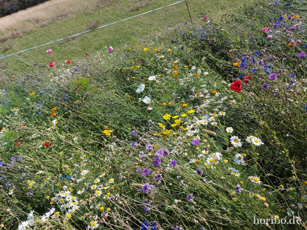 Blühstreifen