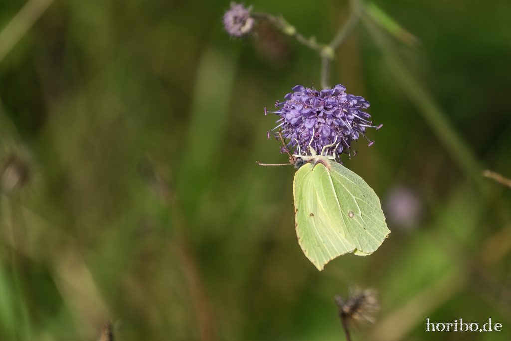und noch ein Zitronenfalter