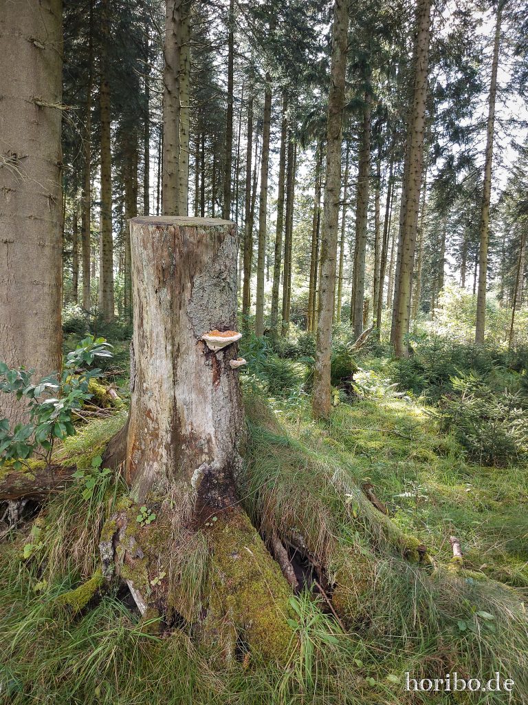 Nymøllevej, Holstebro (4)