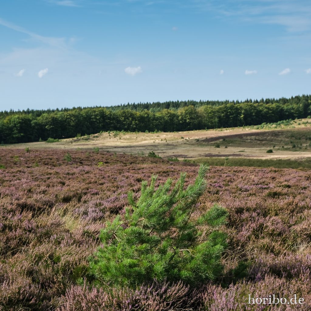 kann sich sehen lassen