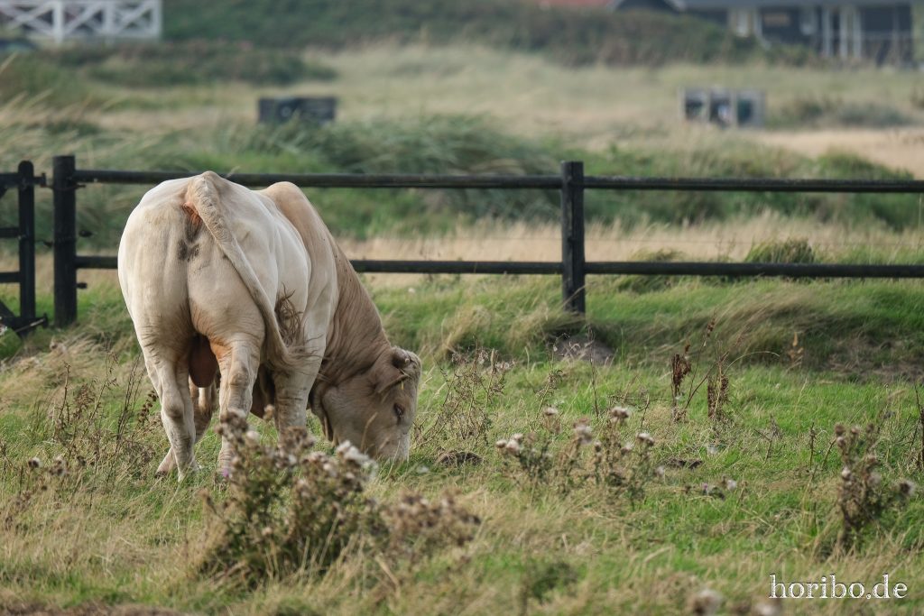 der wollte uns nur den A*sch zeigen