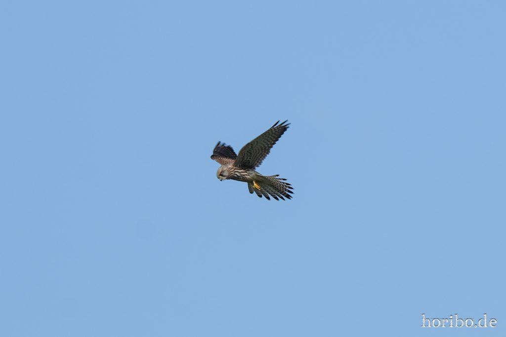 nochmal etwas dichter