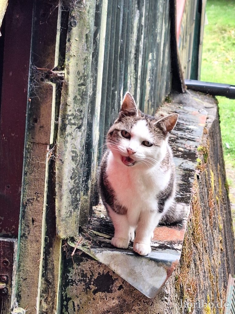 Suzie besucht mich bei der Arbeit