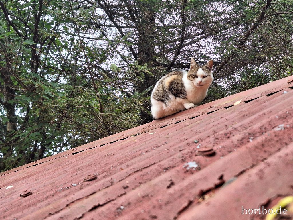 lieber aus der Entfernung beobachten…