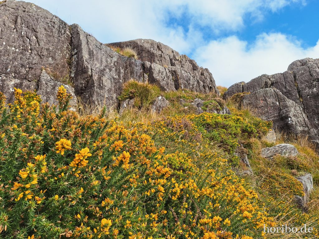 der Ginster blüht … im Oktober!