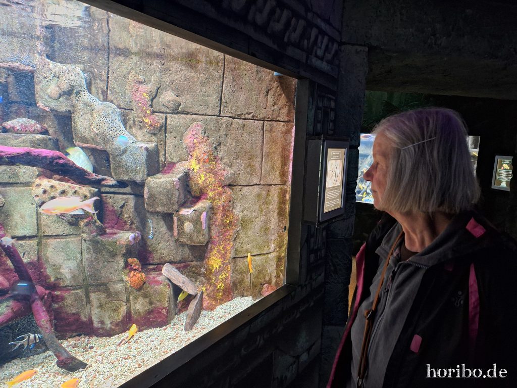 Oceanworld Dingle (1)