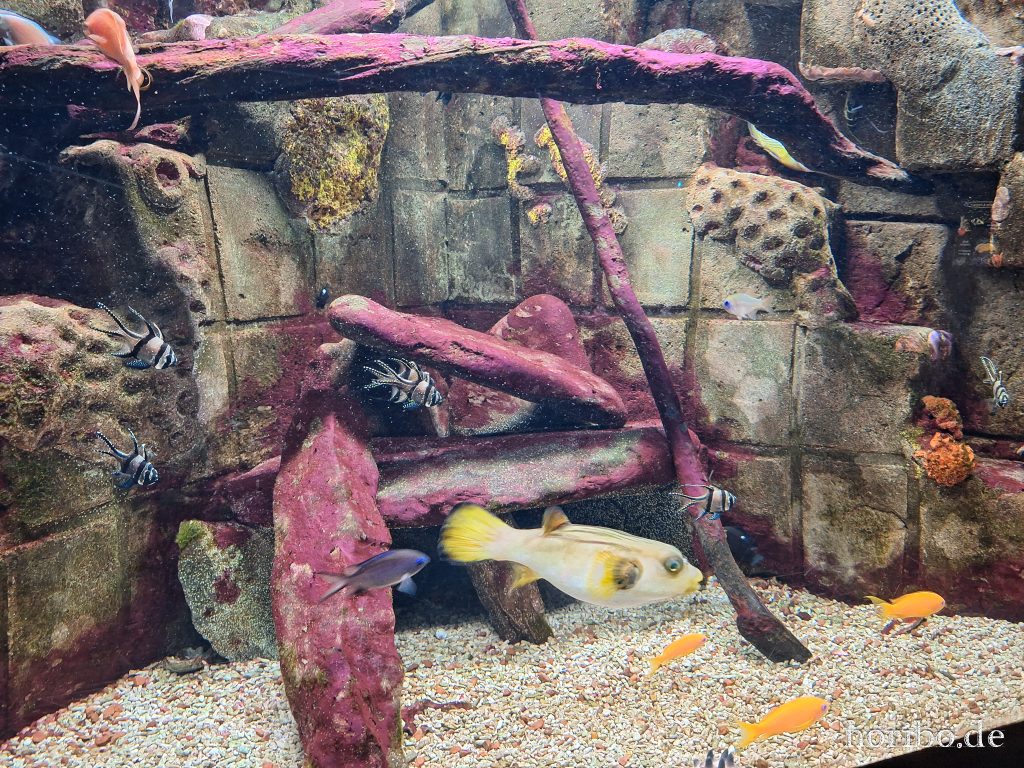 Oceanworld Dingle (2)