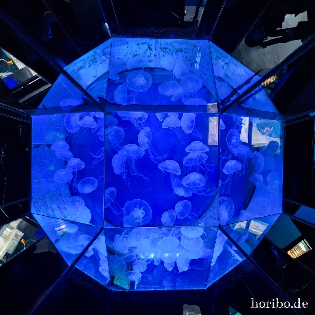 Oceanworld Dingle (4)