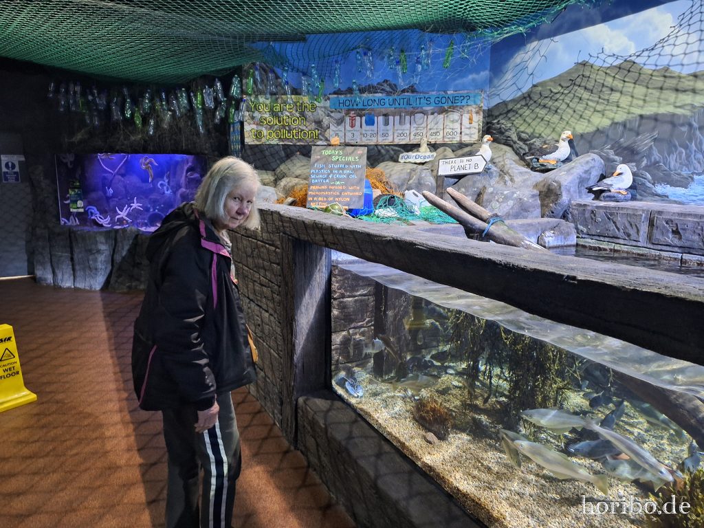 Oceanworld Dingle (5)