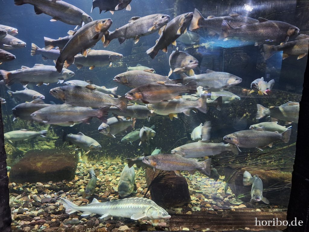 Oceanworld Dingle (6)