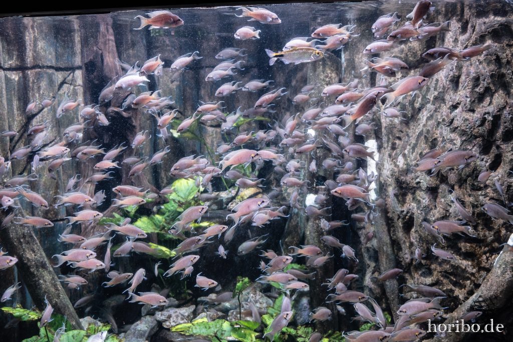 Oceanworld Dingle (10)