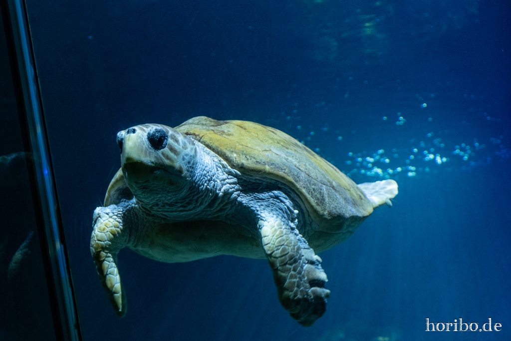 Oceanworld Dingle (15)