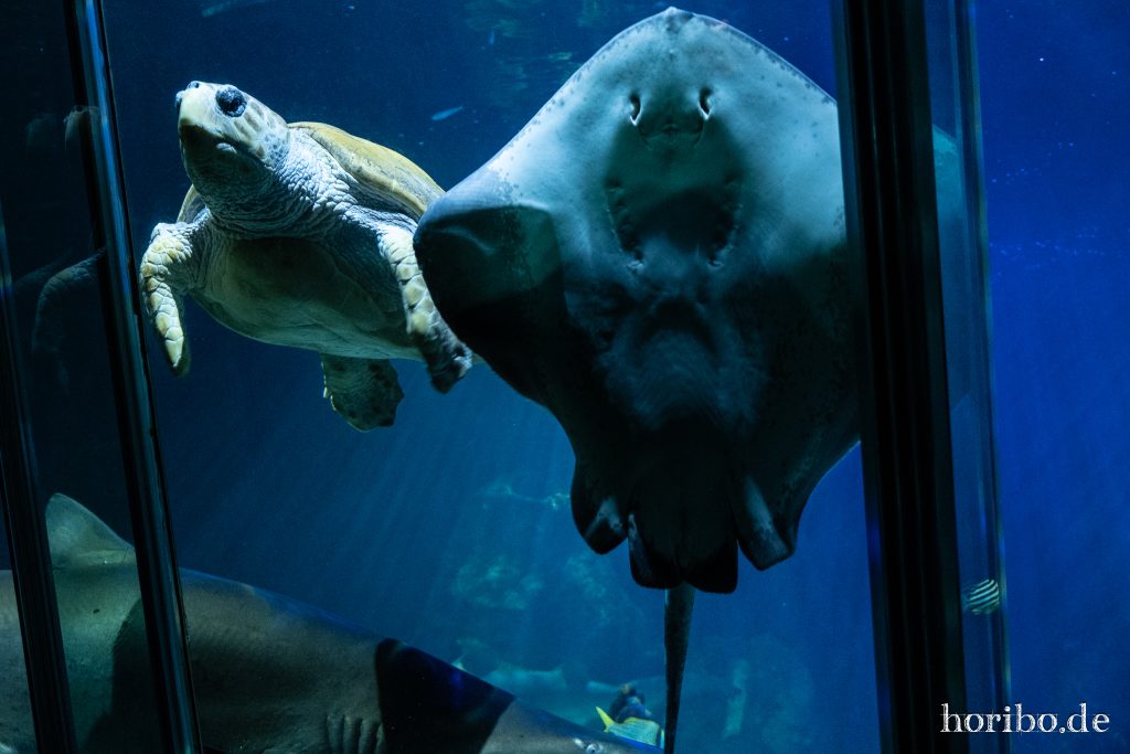 Oceanworld Dingle (16)