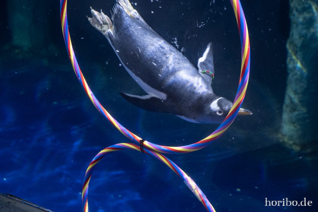 Oceanworld Dingle (18)