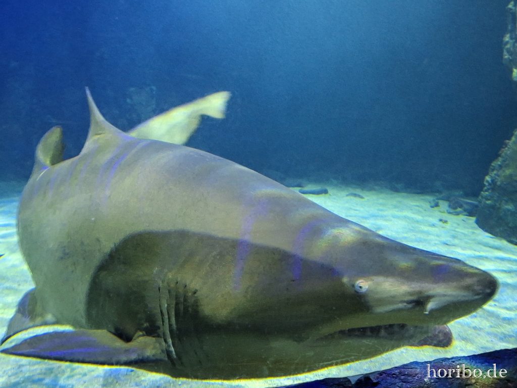 Oceanworld Dingle (20)