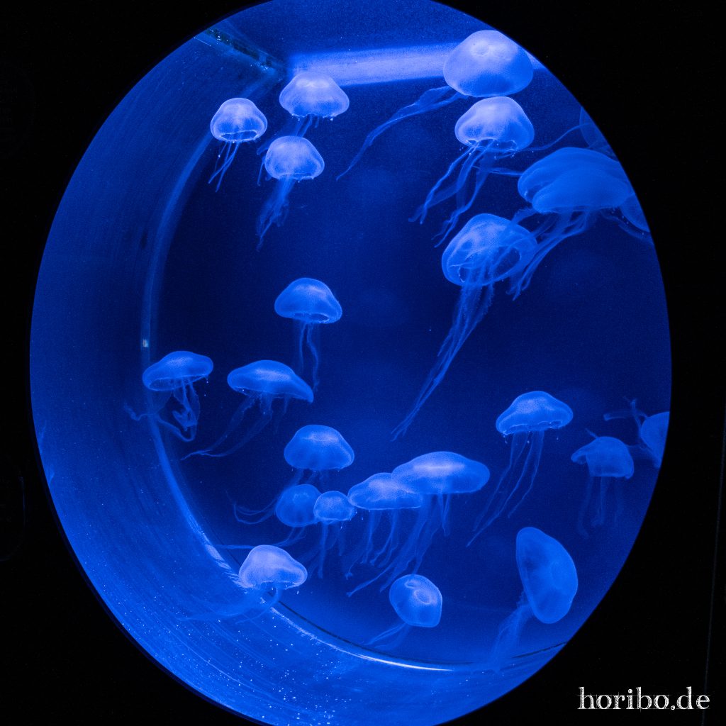 Oceanworld Dingle (21)