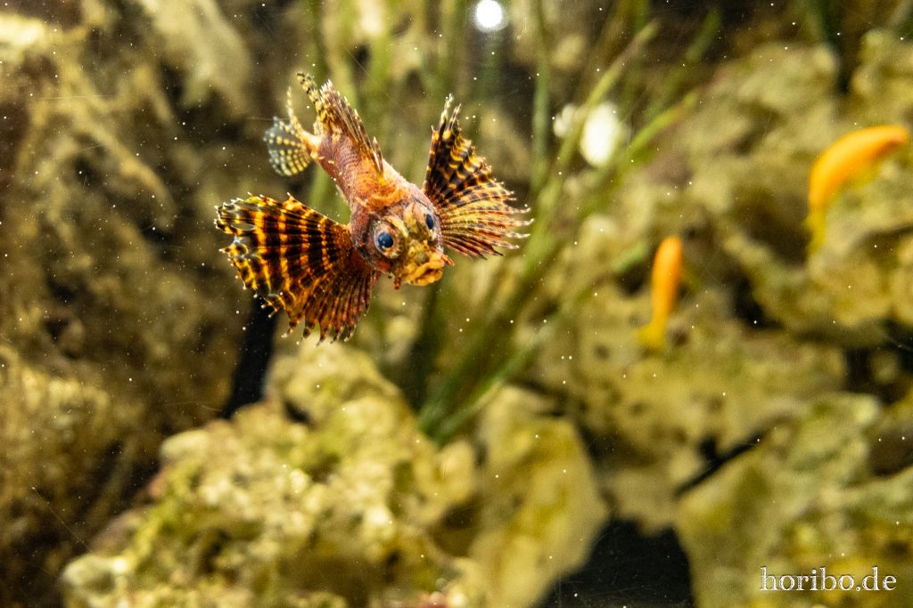 Oceanworld Dingle (23)