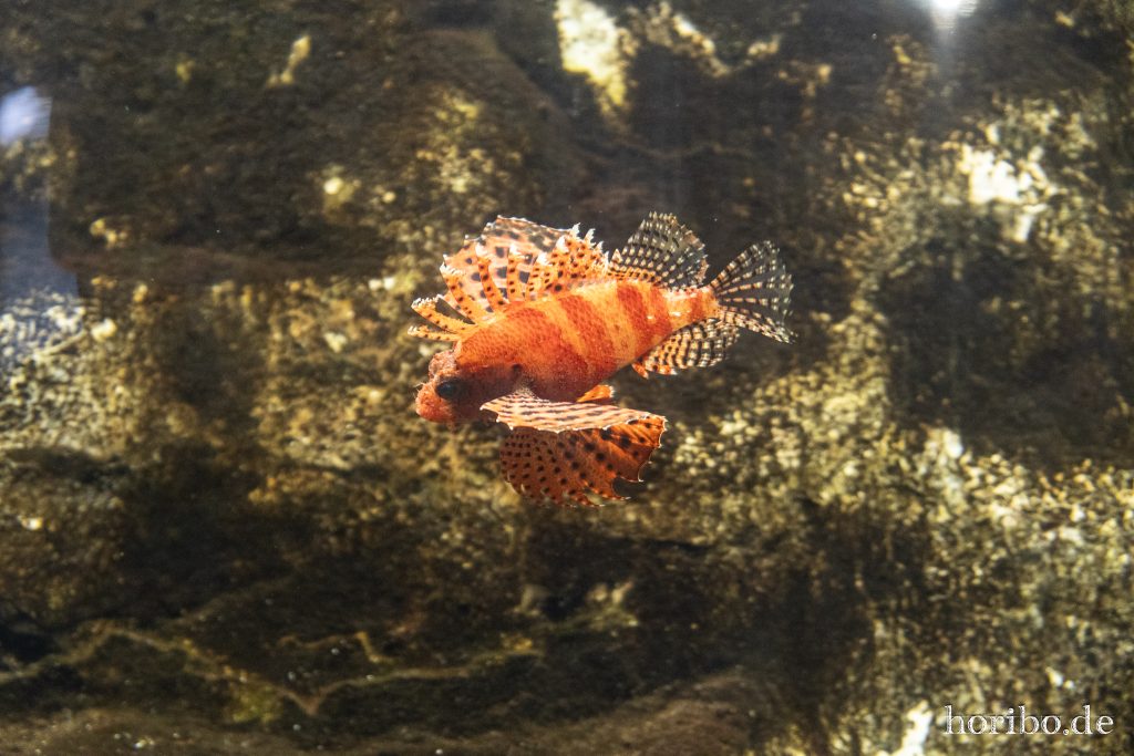 Oceanworld Dingle (25)