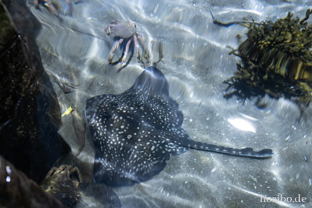 Oceanworld Dingle (26)
