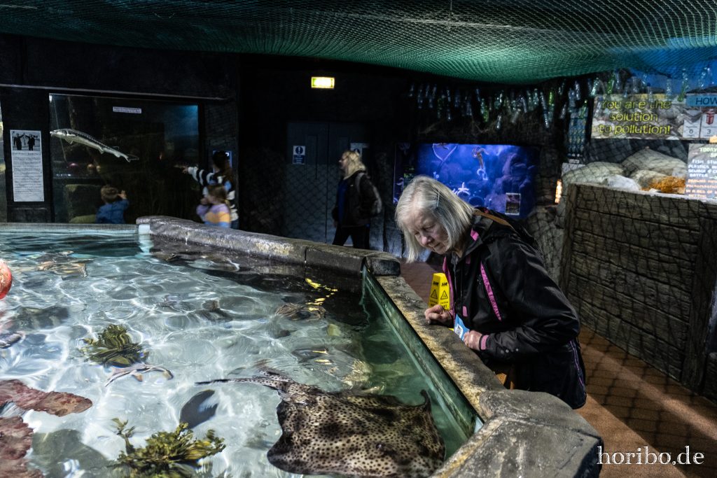 Oceanworld Dingle (27)