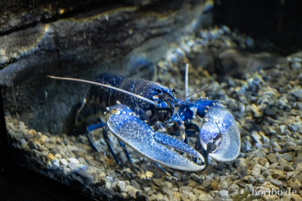 Oceanworld Dingle (29)