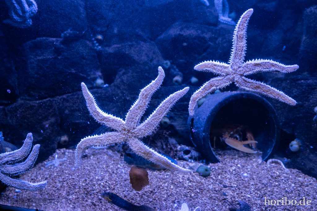 Oceanworld Dingle (30)