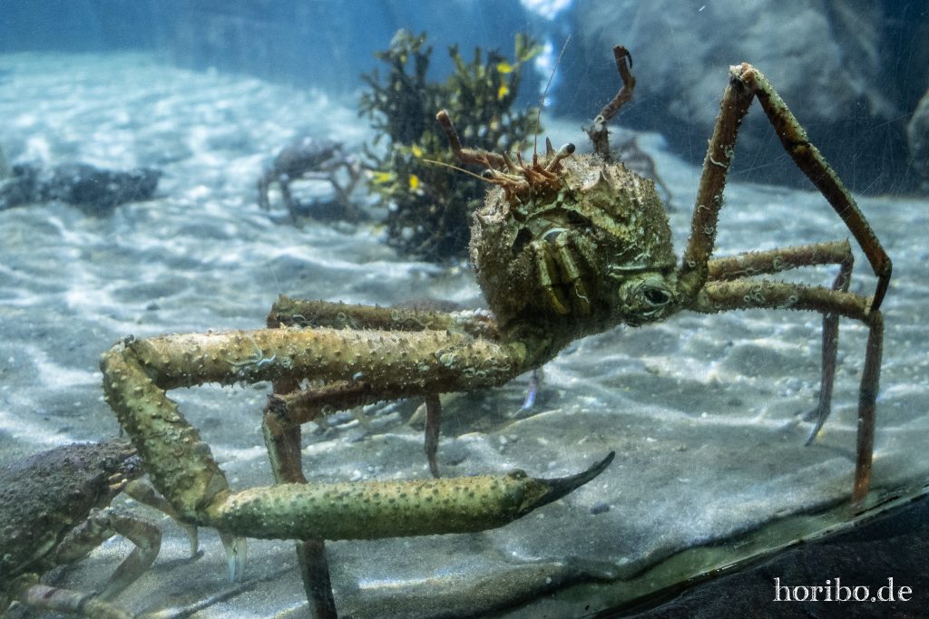 Oceanworld Dingle (31)