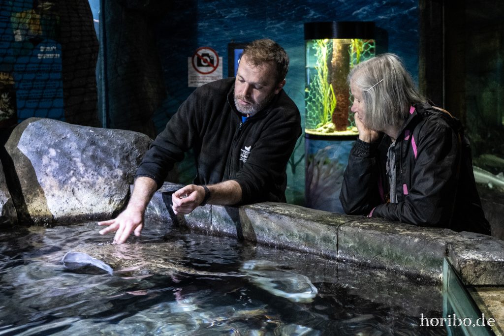 Oceanworld Dingle (32)