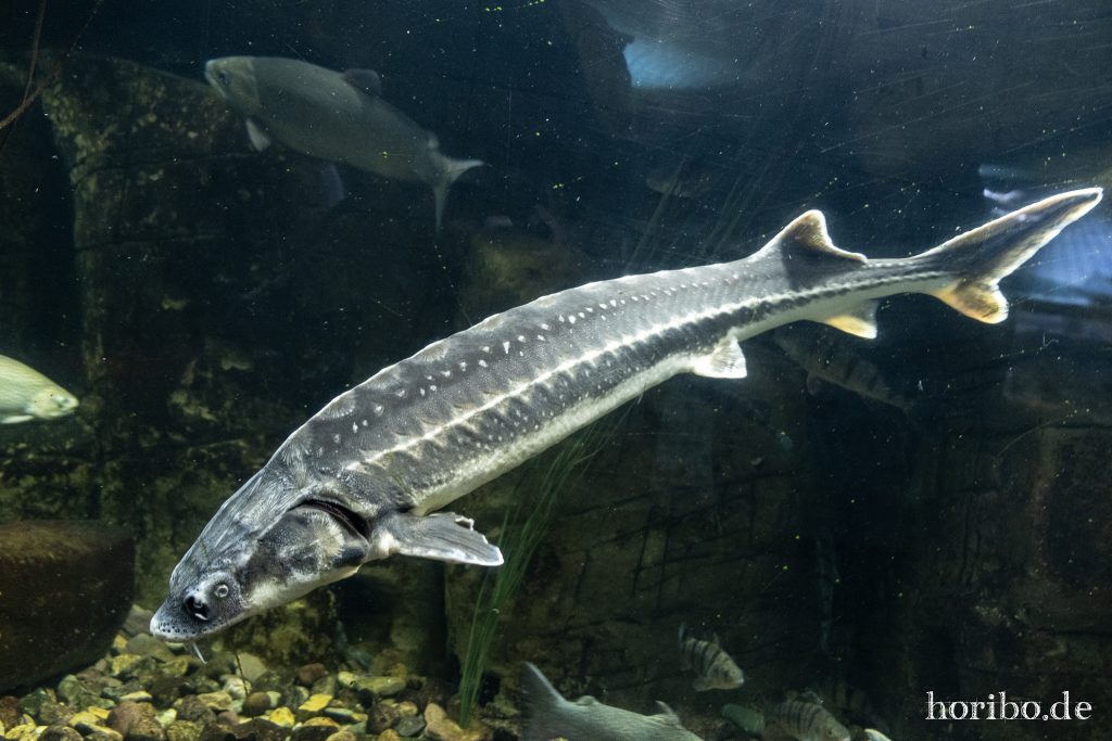 Oceanworld Dingle (33)