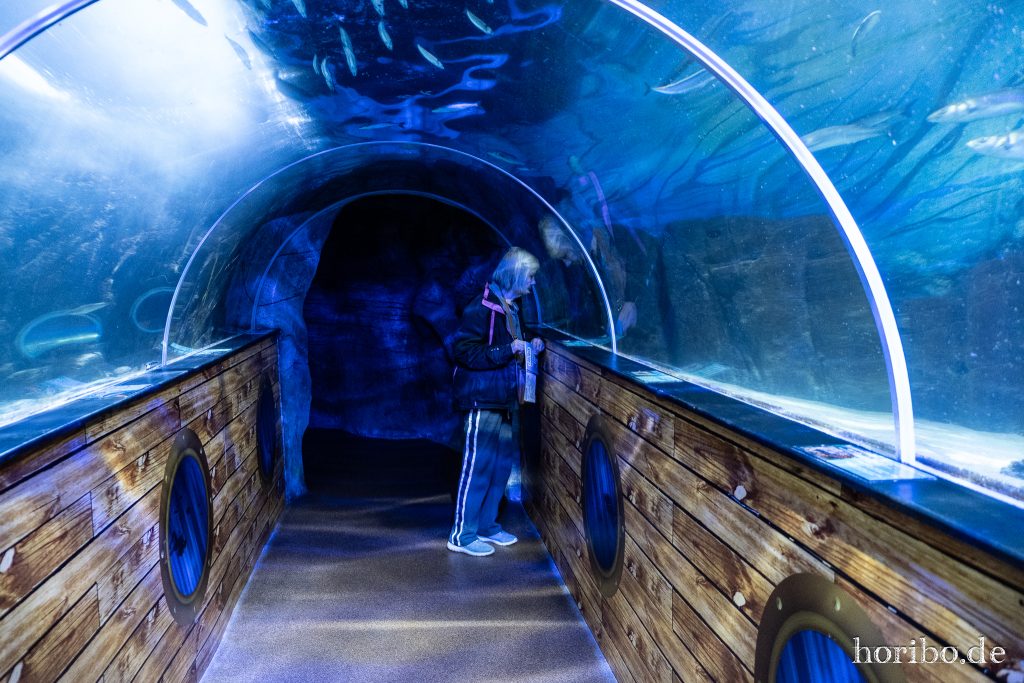 Oceanworld Dingle (34)