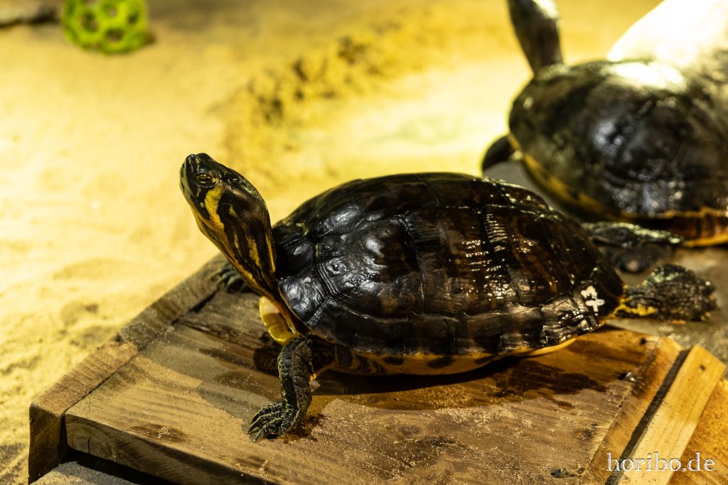 Oceanworld Dingle (36)