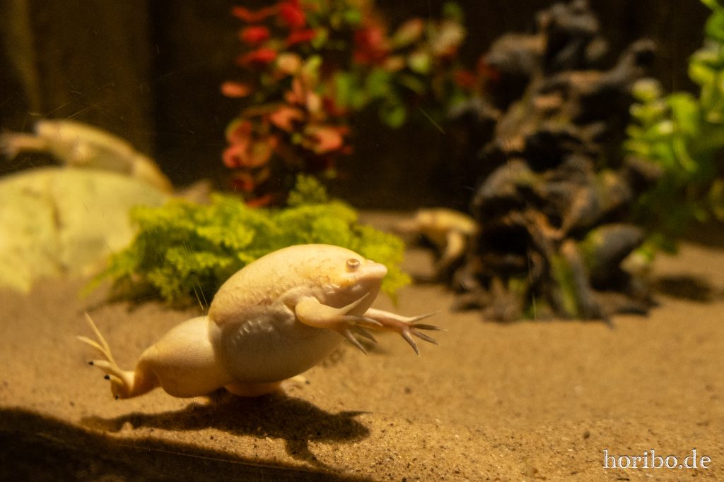 Oceanworld Dingle (37)