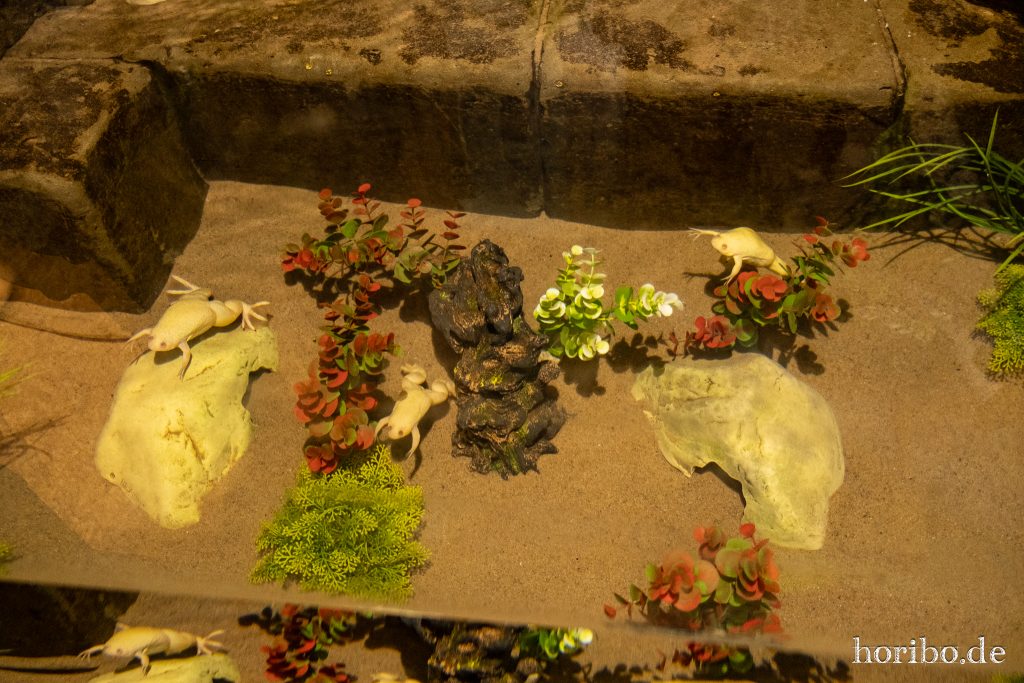 Oceanworld Dingle (38)