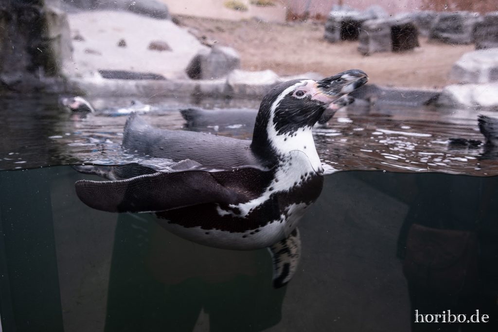 Oceanworld Dingle (42)
