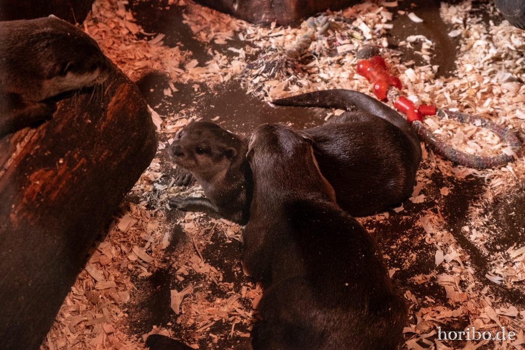 Oceanworld Dingle (43)