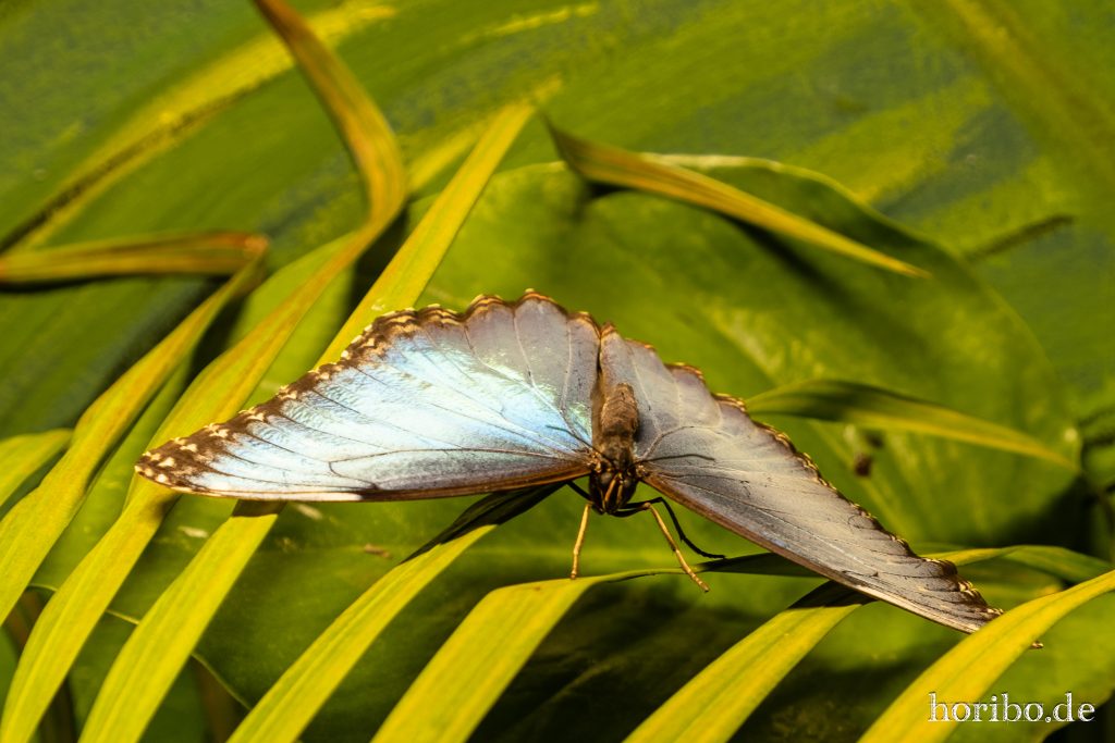Oceanworld Dingle (46)