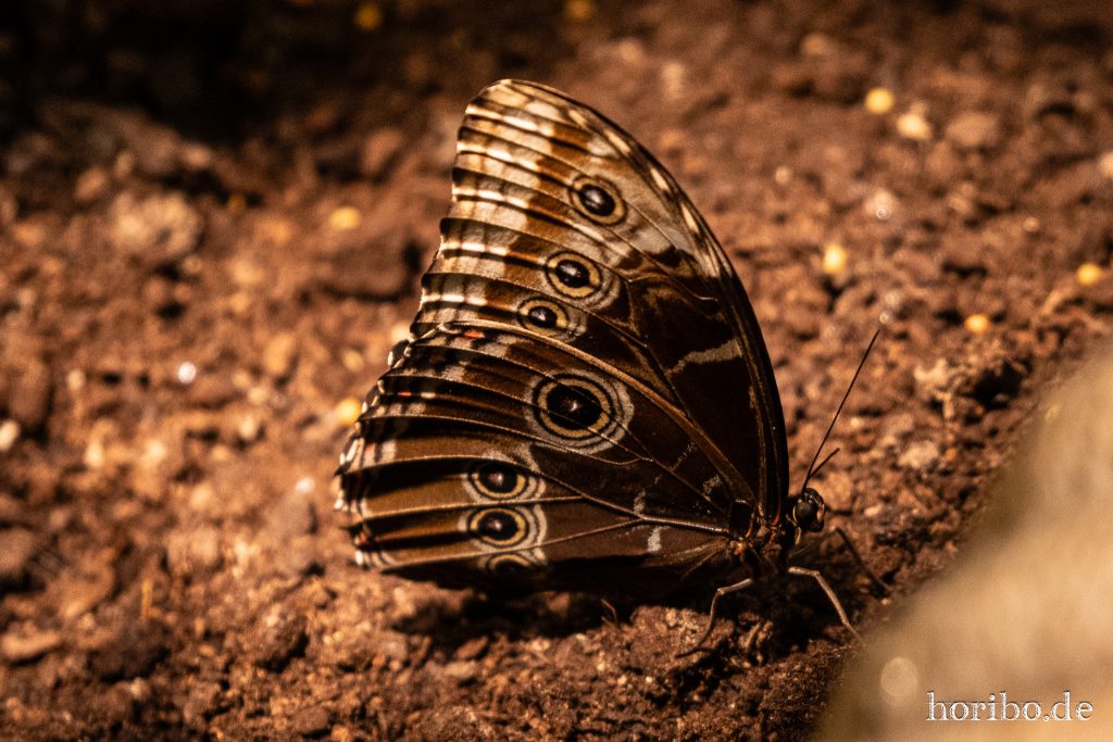 Oceanworld Dingle (47)