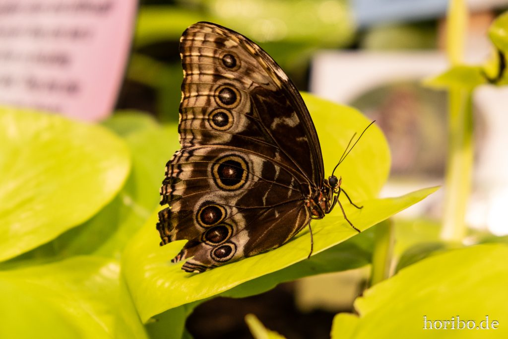 Oceanworld Dingle (48)
