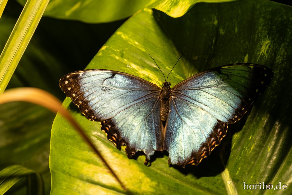 Oceanworld Dingle (50)