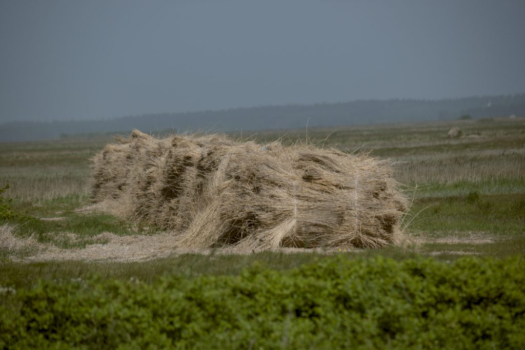 HR_2025-05-21_12-45-40_DSCF1230