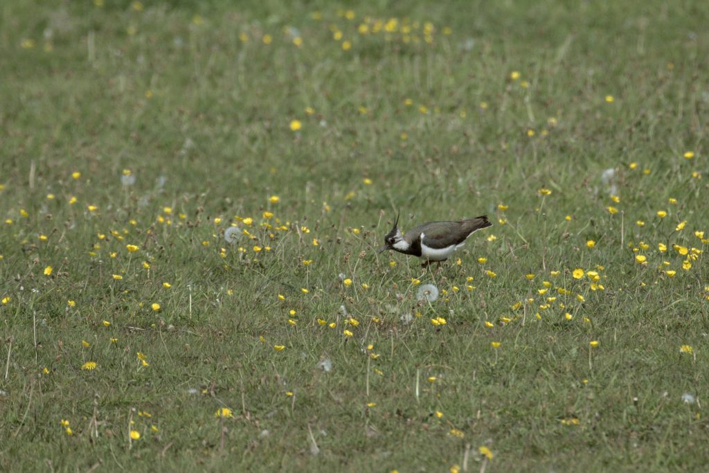 HR_2025-05-21_16-13-46_DSCF1453