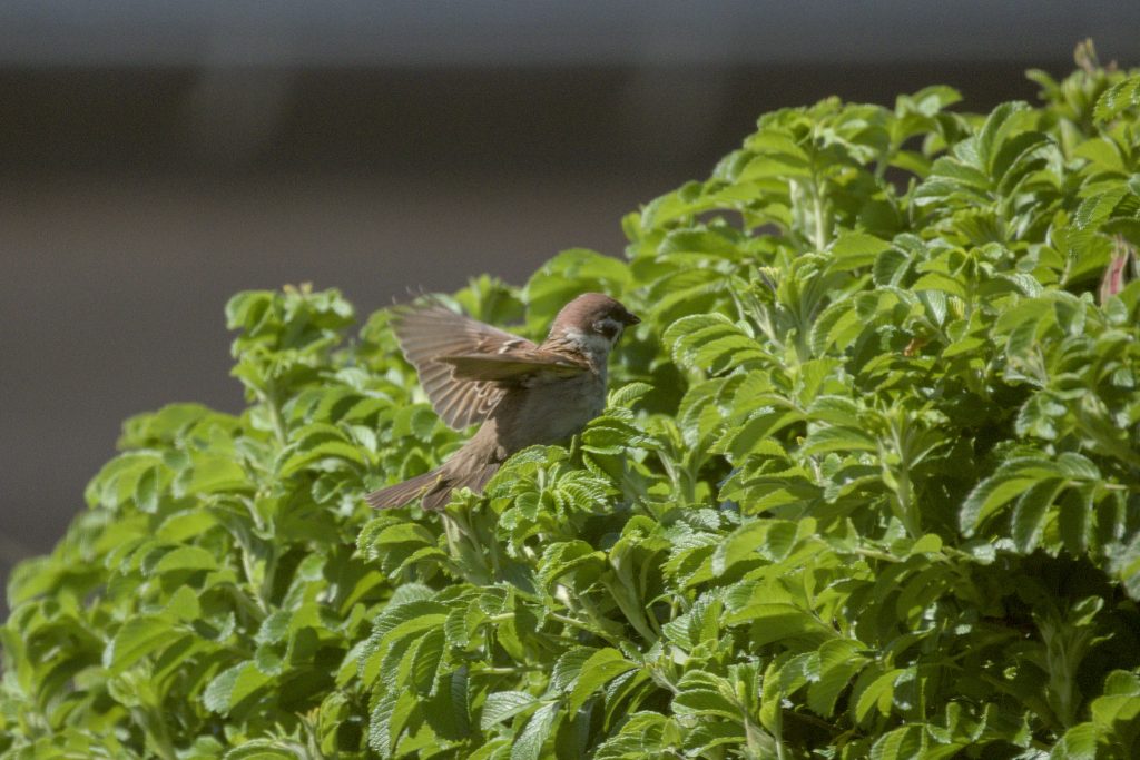 HR_2025-05-22_14-46-09_DSCF1483